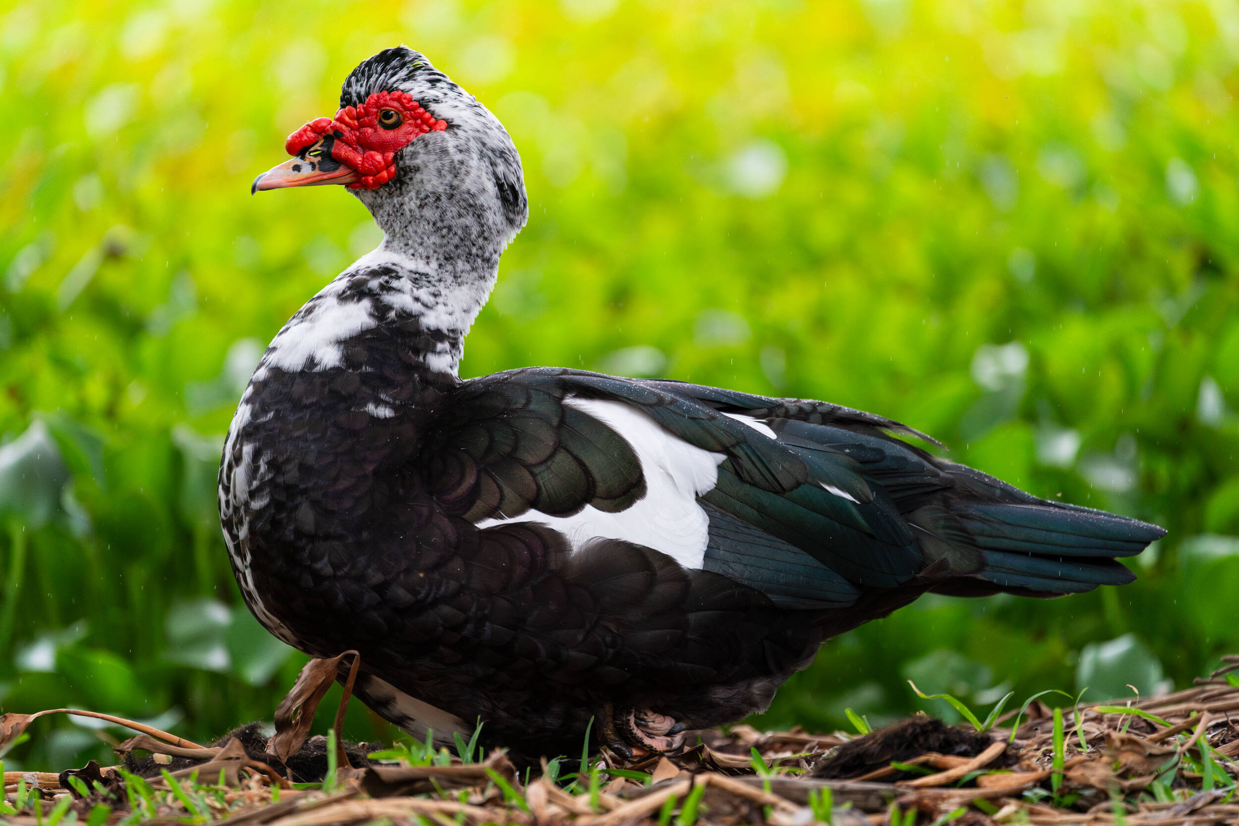 Muscovy Duck